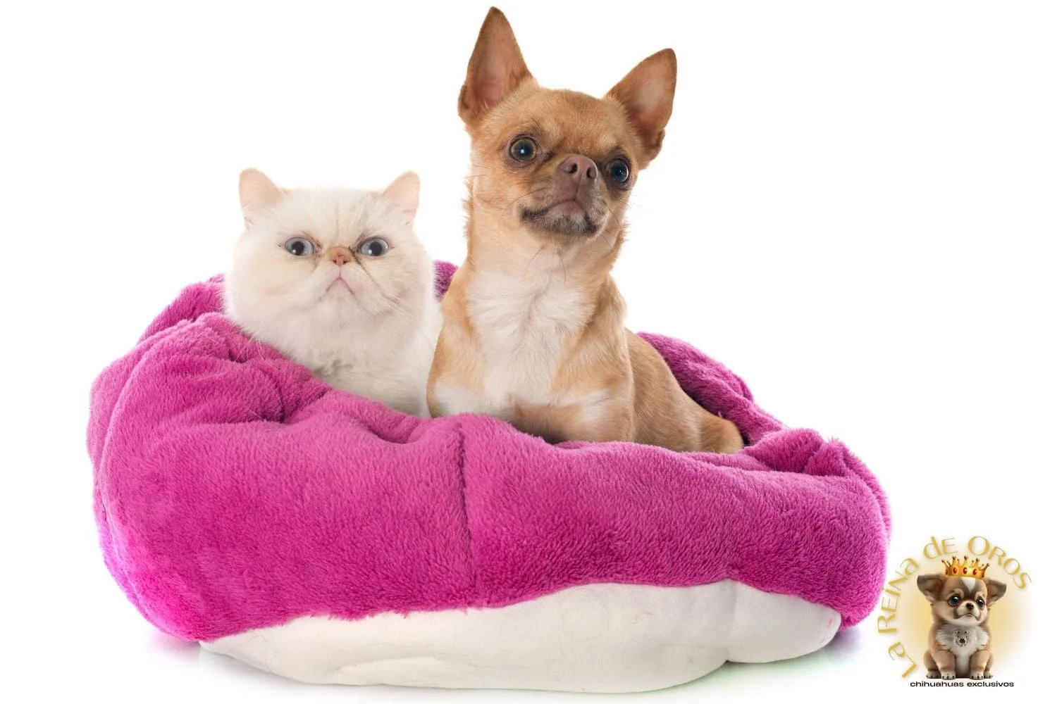 chihuahuas y gatos
