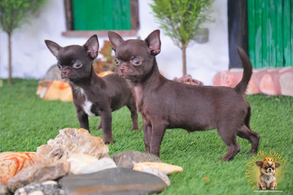 como elegir un chihuahua