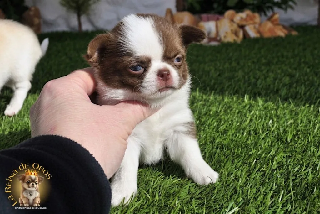 cria chihuahua la reina de oros