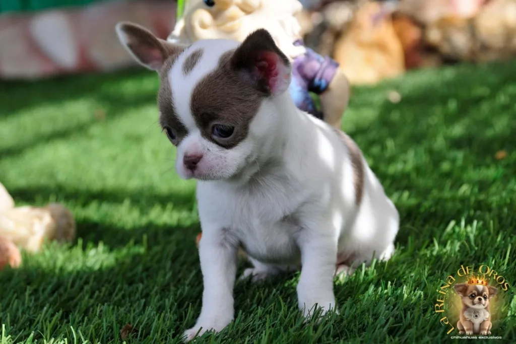 criadero chihuahua fraudulento