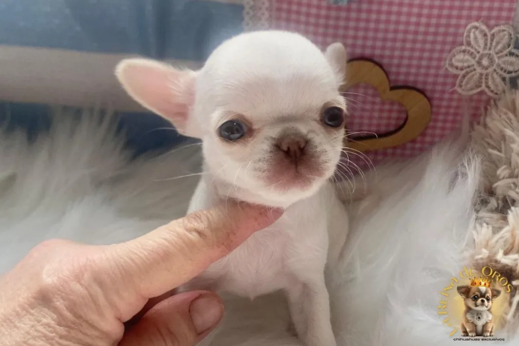 criaderos chihuahuas sin permisos