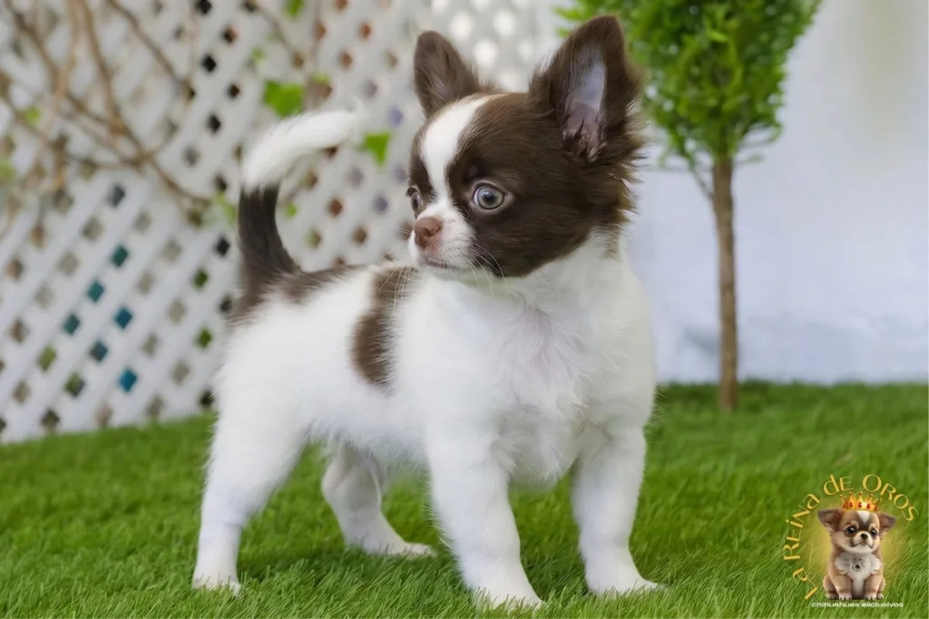 ¿Cuánto Vive un Chihuahua? Todo lo que Nadie te Cuenta y un Criador Sí Sabe.