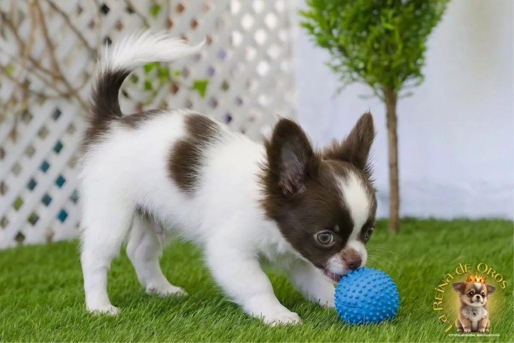 chihuahua jugando con la pelota en el jardin- ejercicio diario de un chihuahua