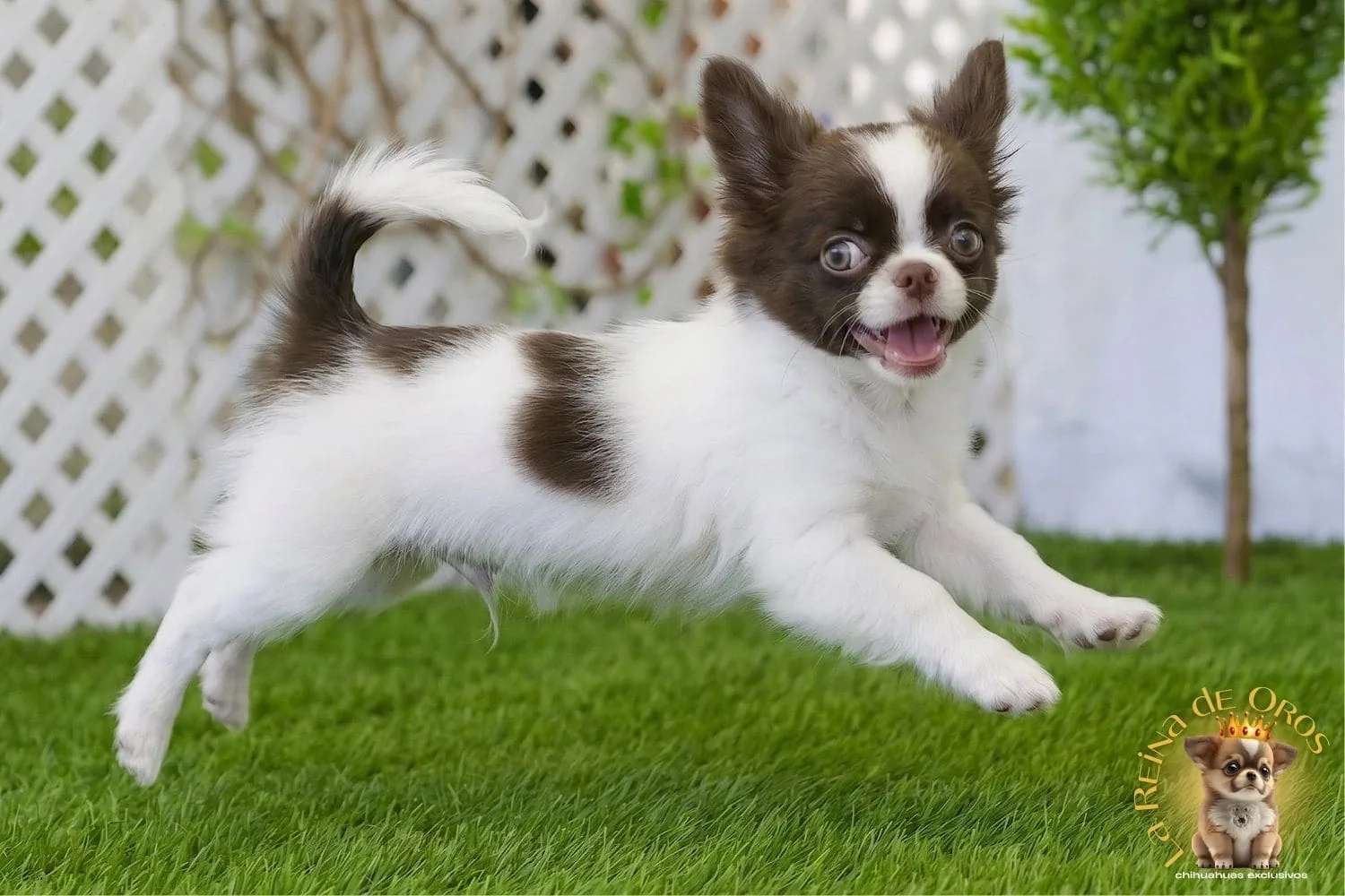 Ejercicio Diario del Chihuahuas