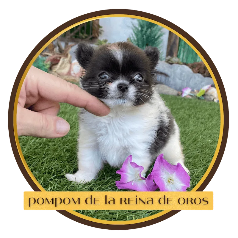 pompom de la reina de oros