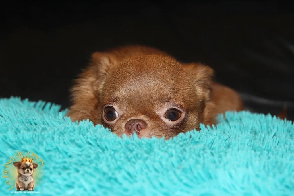 un chihuahua en piso pequeño