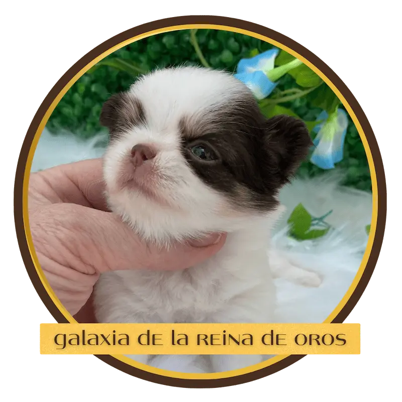 cachorro chihuahua hembra galaxia de la reina de oros
