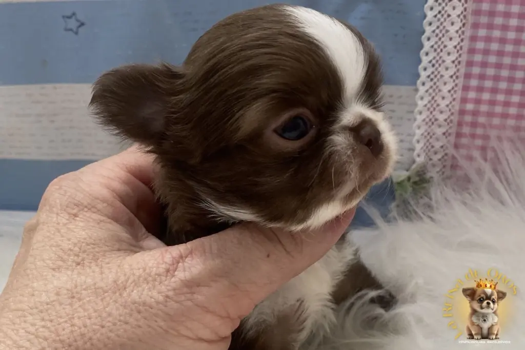cachorro chihuahua chocolate de 45 dias