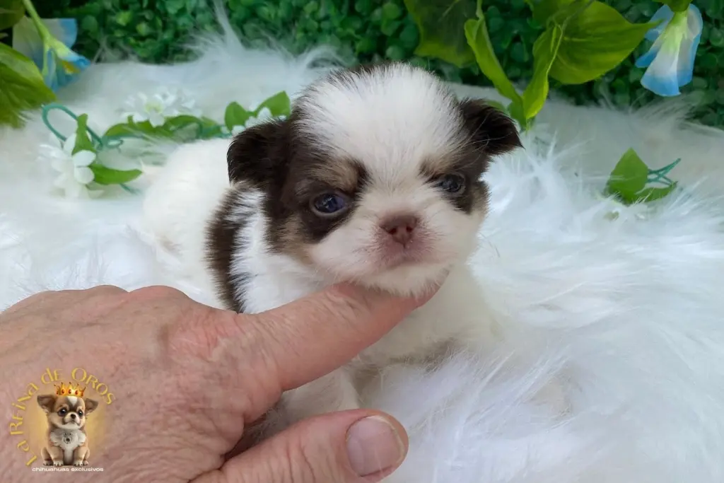 cachorro chihuahua galaxia la reina de oros