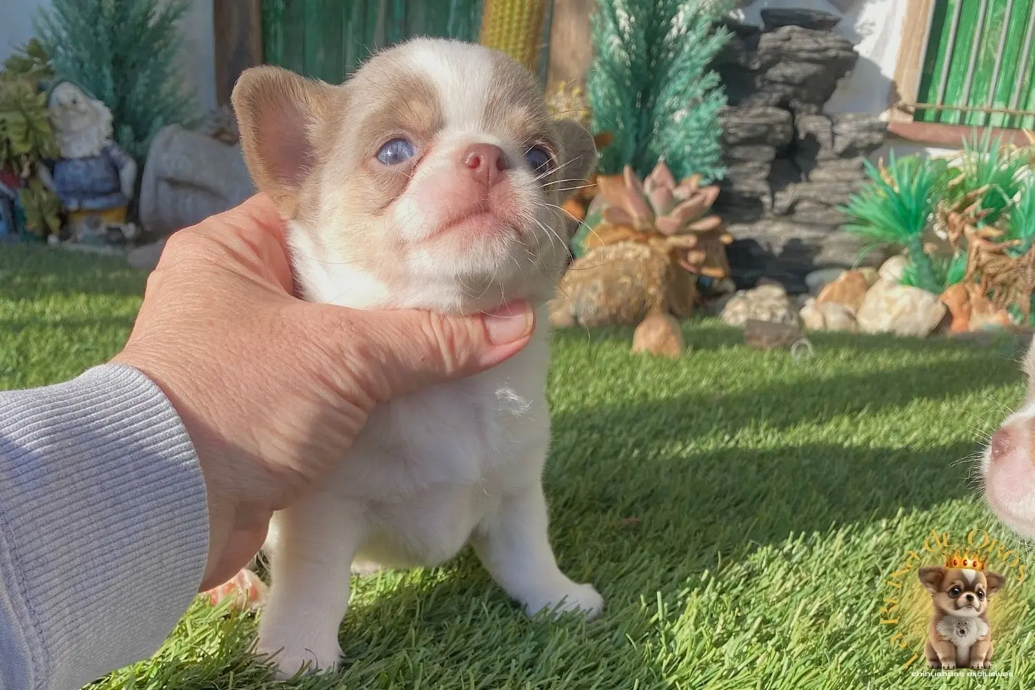 Cachorro Chihuahua Giovani
