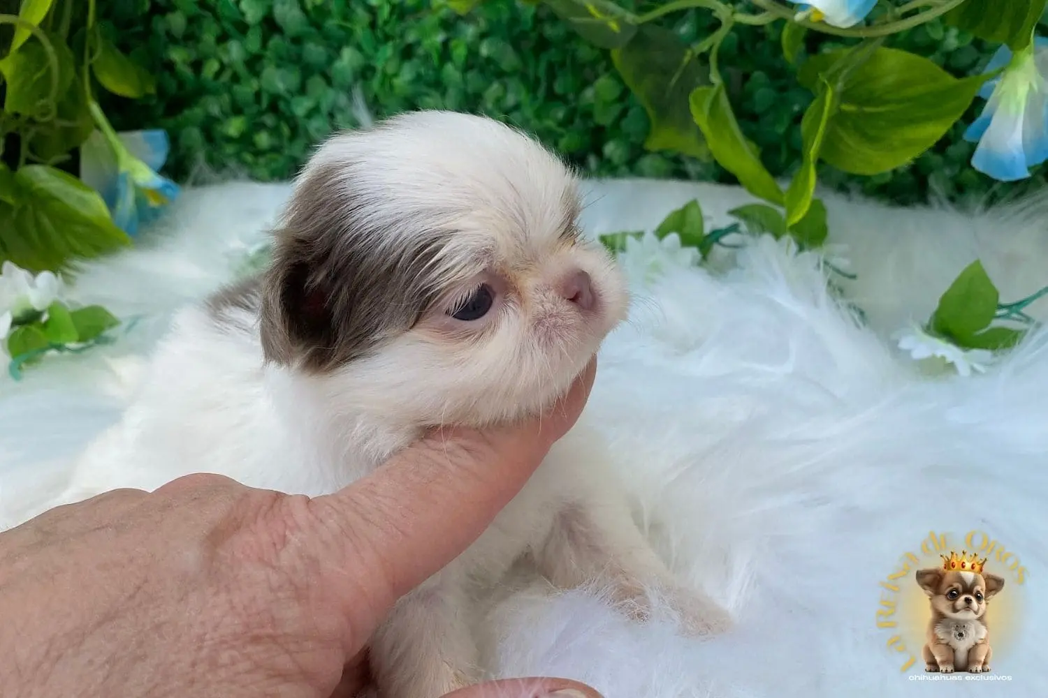 Cachorro Chihuahua Gominola