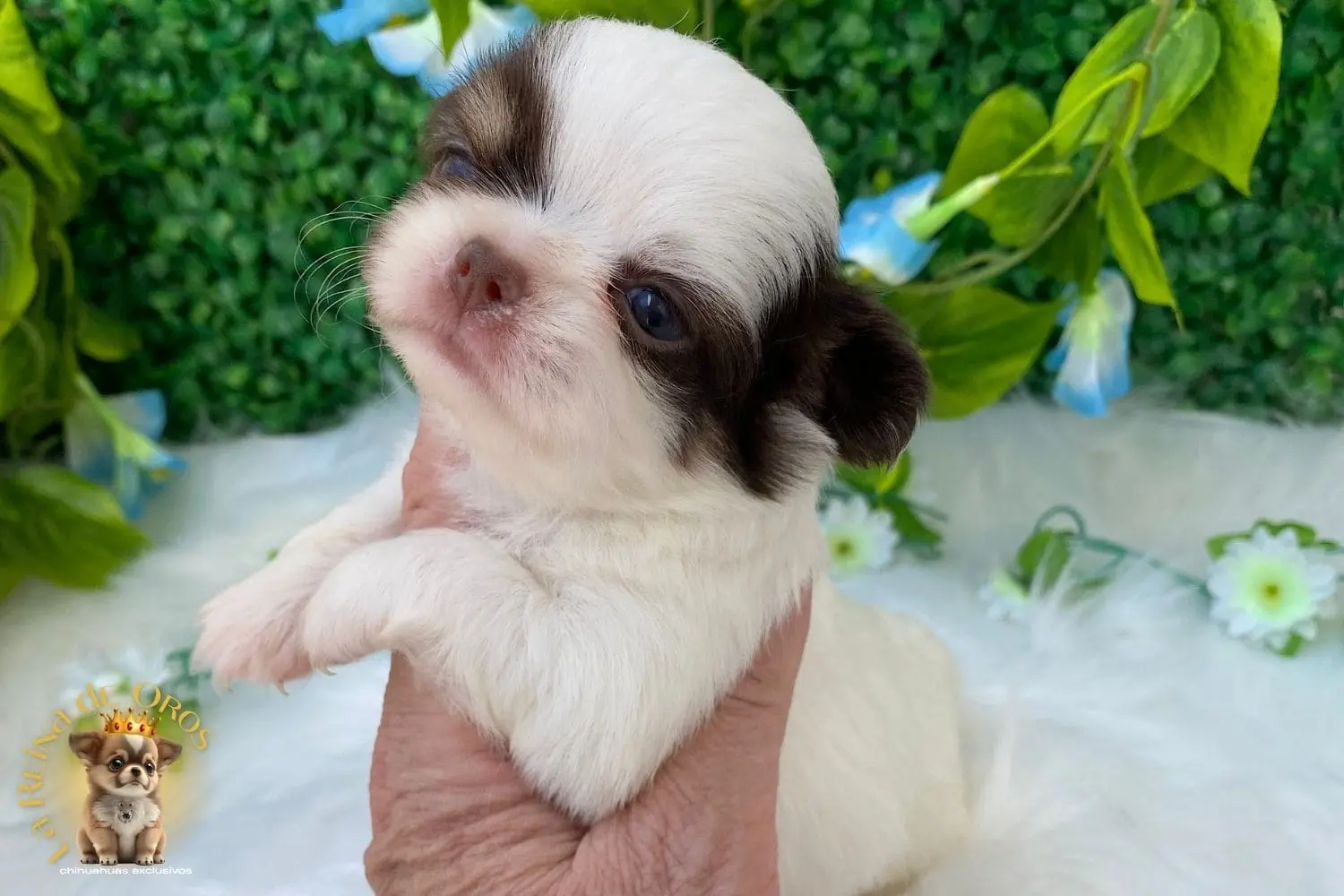Cachorro Chihuahua Gina