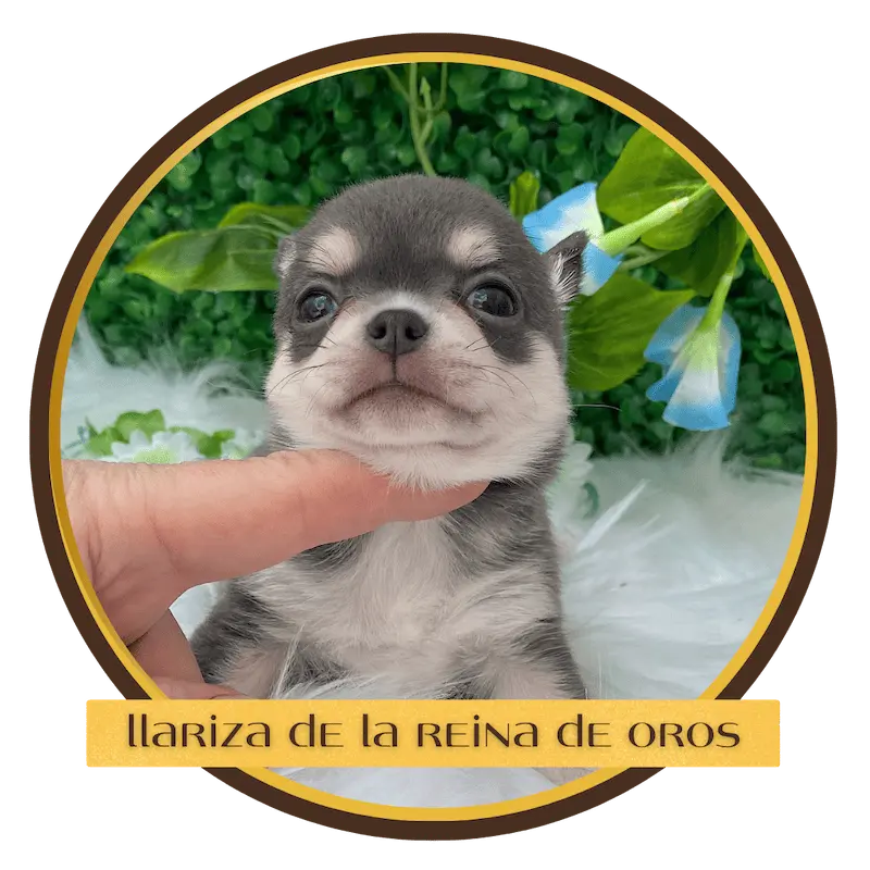 cachorro chihuahua llariza la reina de oros