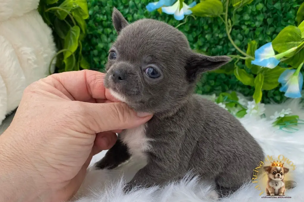 cachorro chihuahua llorona color azul