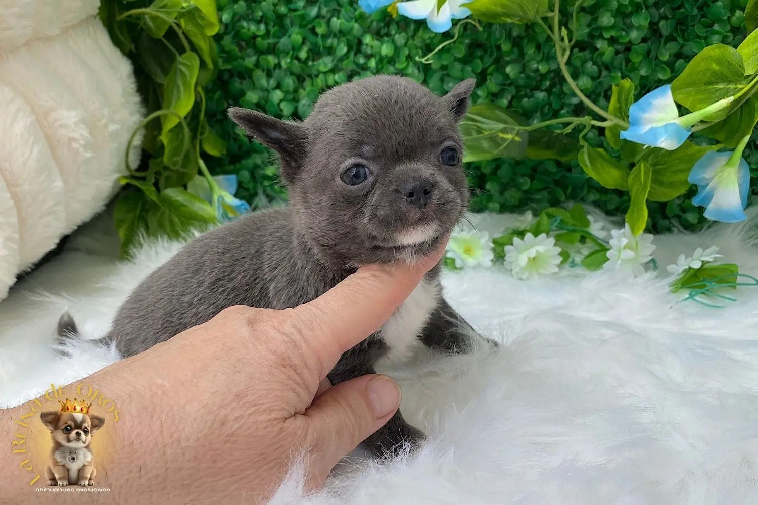 Cachorro Chihuahua Llorona