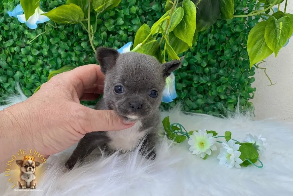 cachorro chihuahua lluvia hembrita la reina de oros