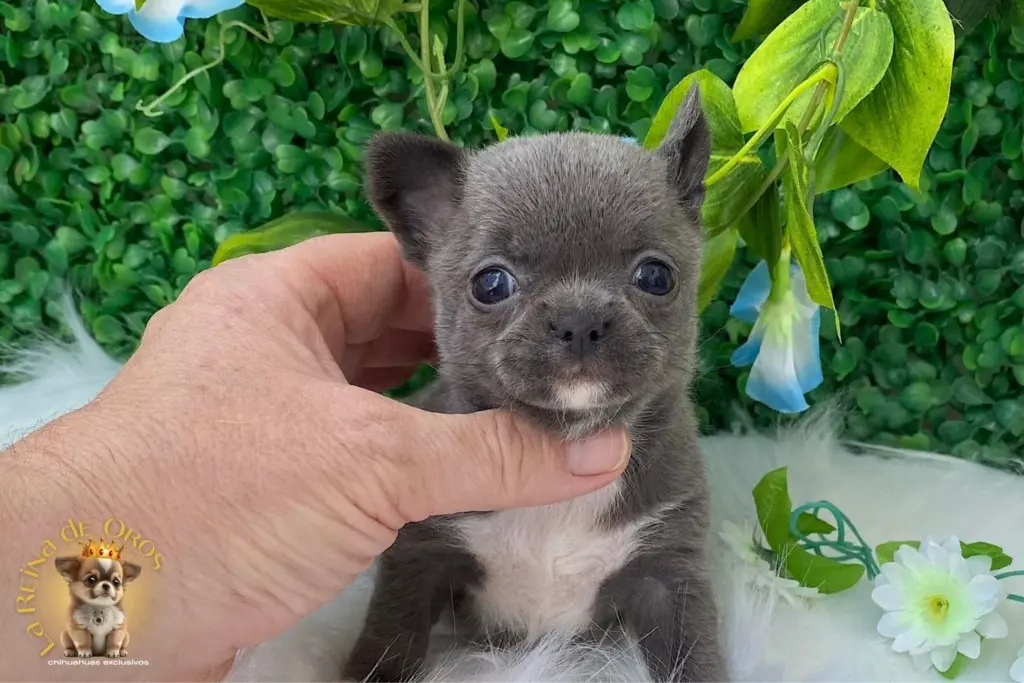 cachorro chihuahua lluvia hembra azul