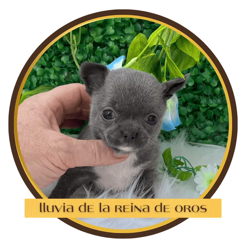 cachorro chihuahua lluvia de la reina de oros