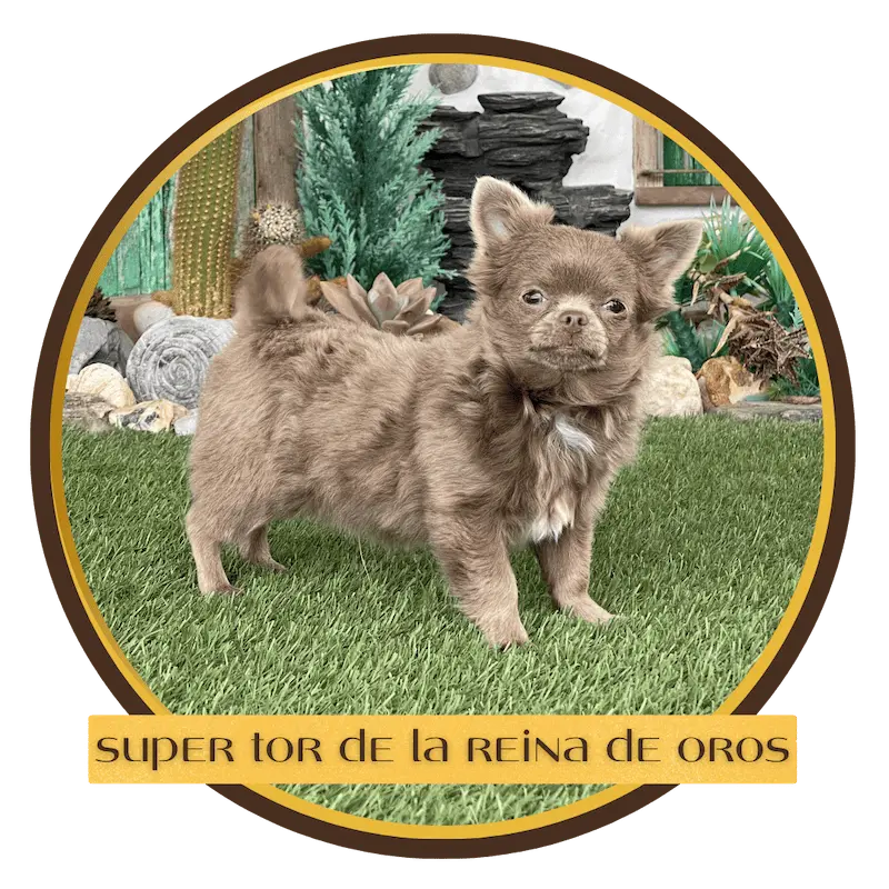cachorro chihuahua super tor la reina de oros