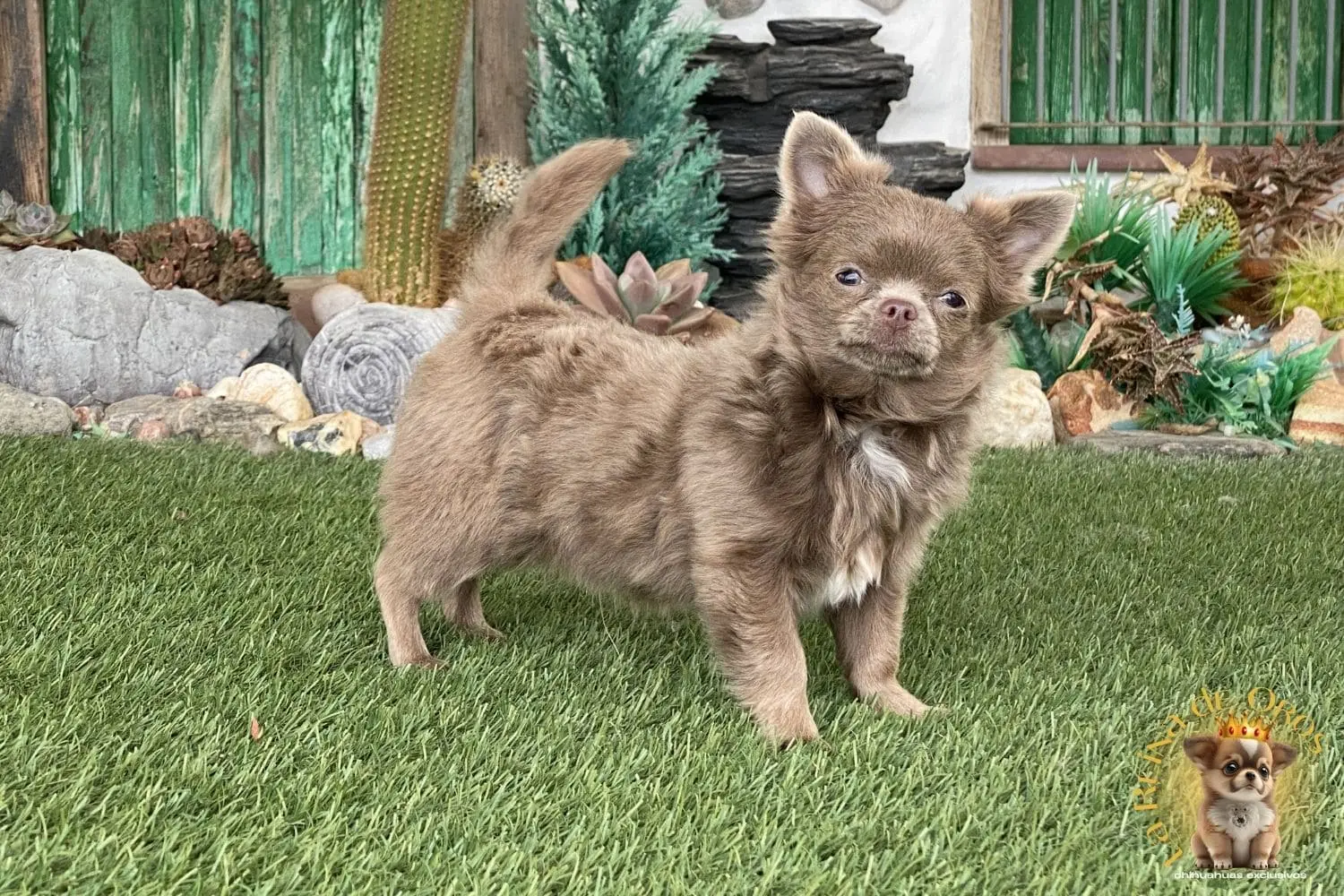 Cachorro Chihuahua Super Tor