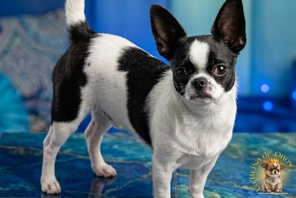 chihuahua a la carta afijo la reina de oros