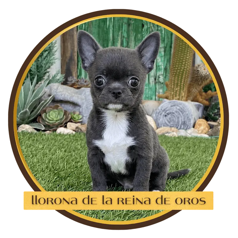 chihuahua azul llorona en venta