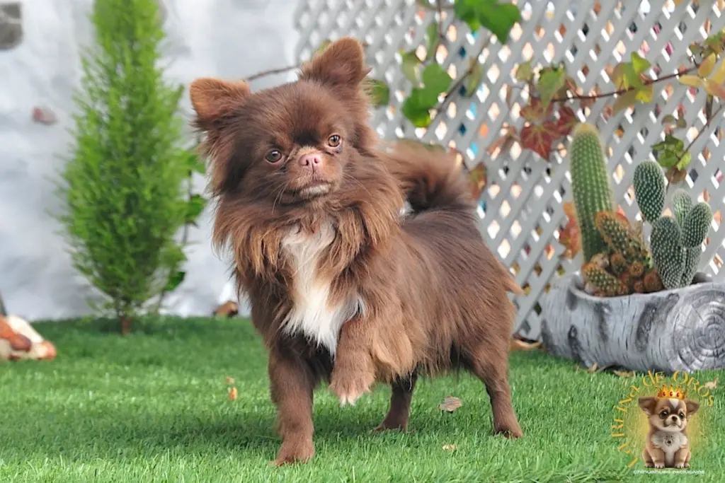chihuahua chocolate ejemplar adulto