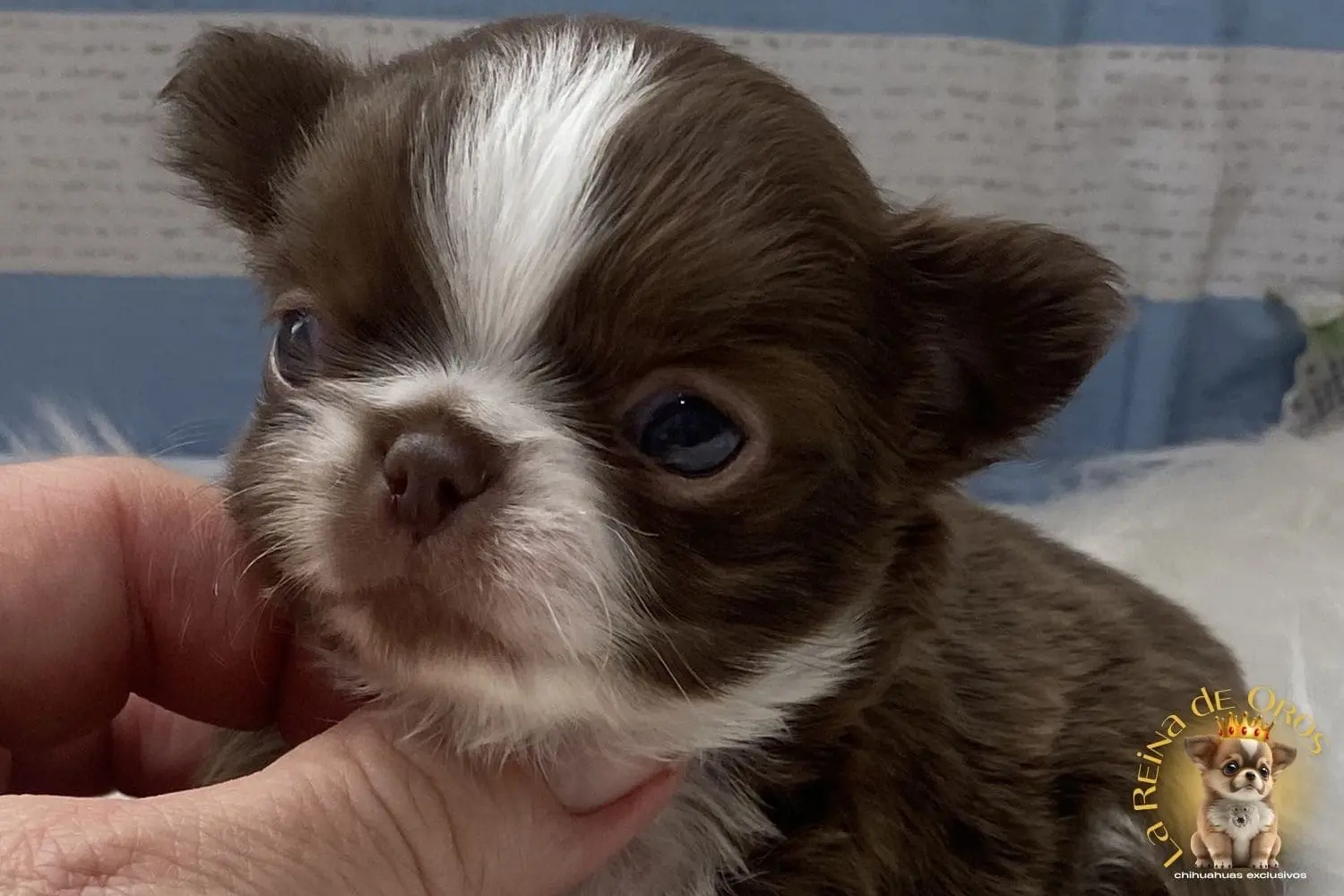 chihuahua chocolate, cachorro de este color tan exclusivo