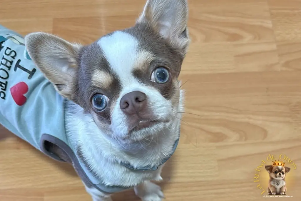 chihuahua que sigue a todos los sitios al su dueño