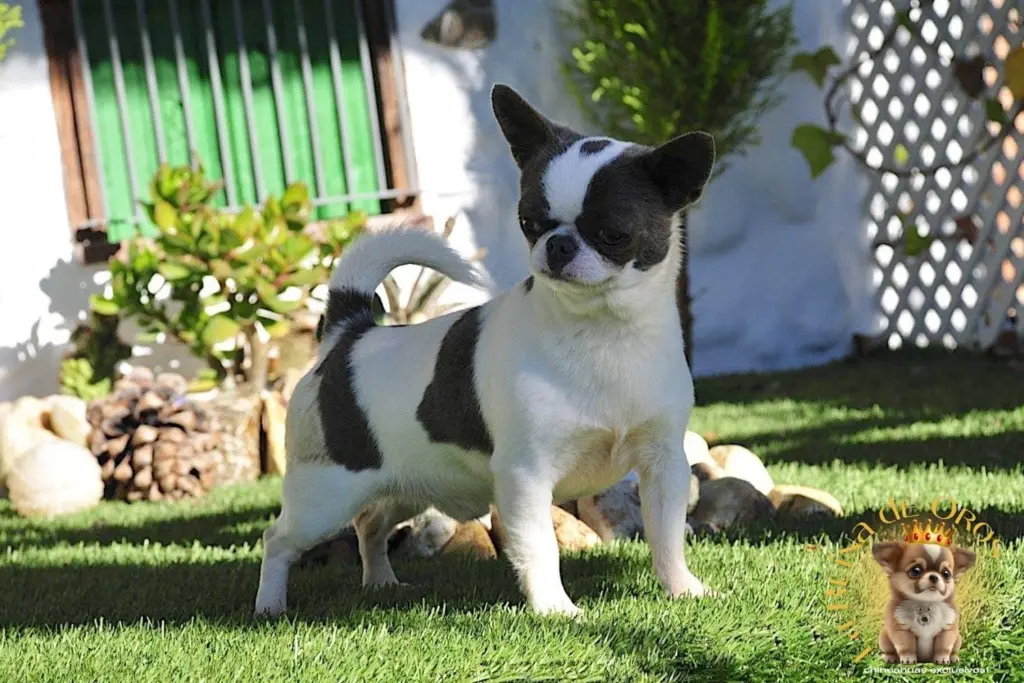 chihuahuas a la carta alta seleccion de la raza