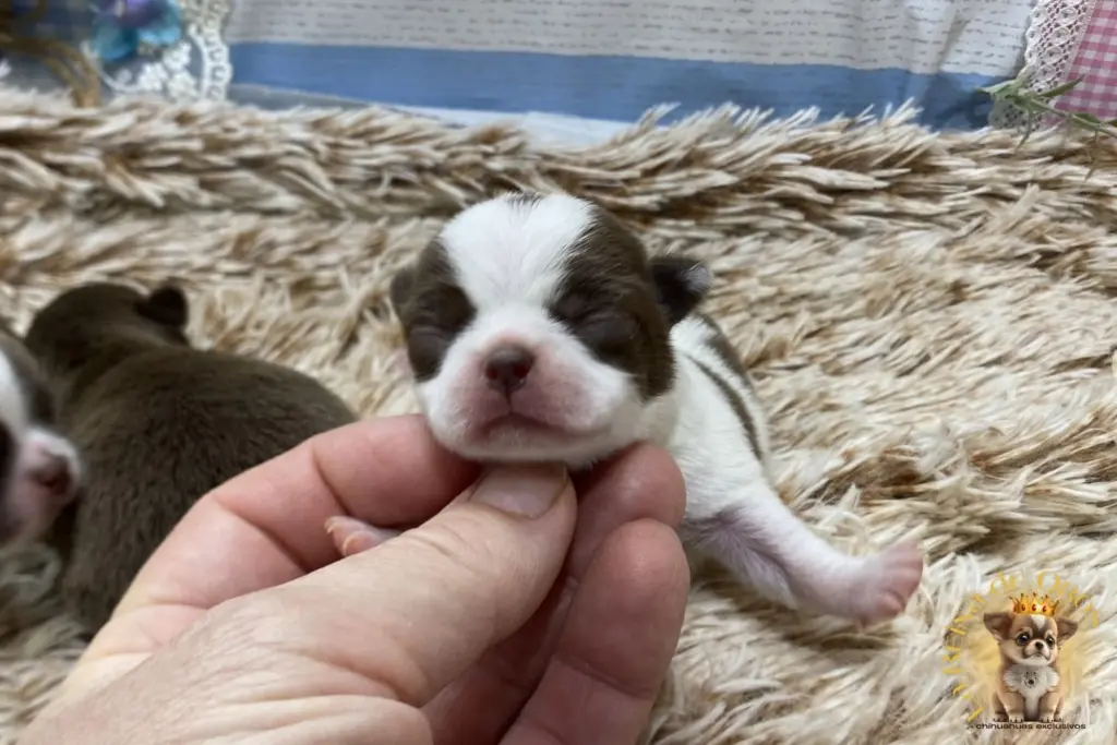compatibilidad raza chihuahua