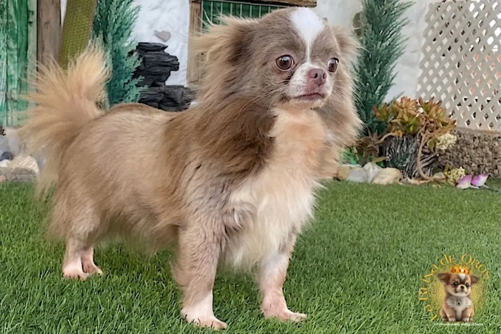hembra chihuahua habana de la reina de oros