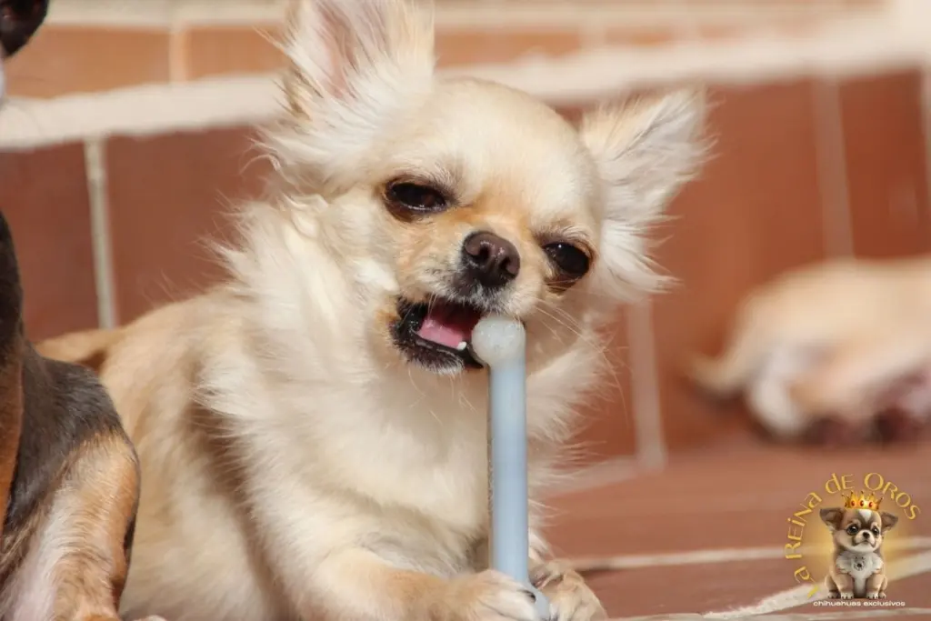 huesos recomendados para chihuahuas la reina de oros chihuahuas exclusivos