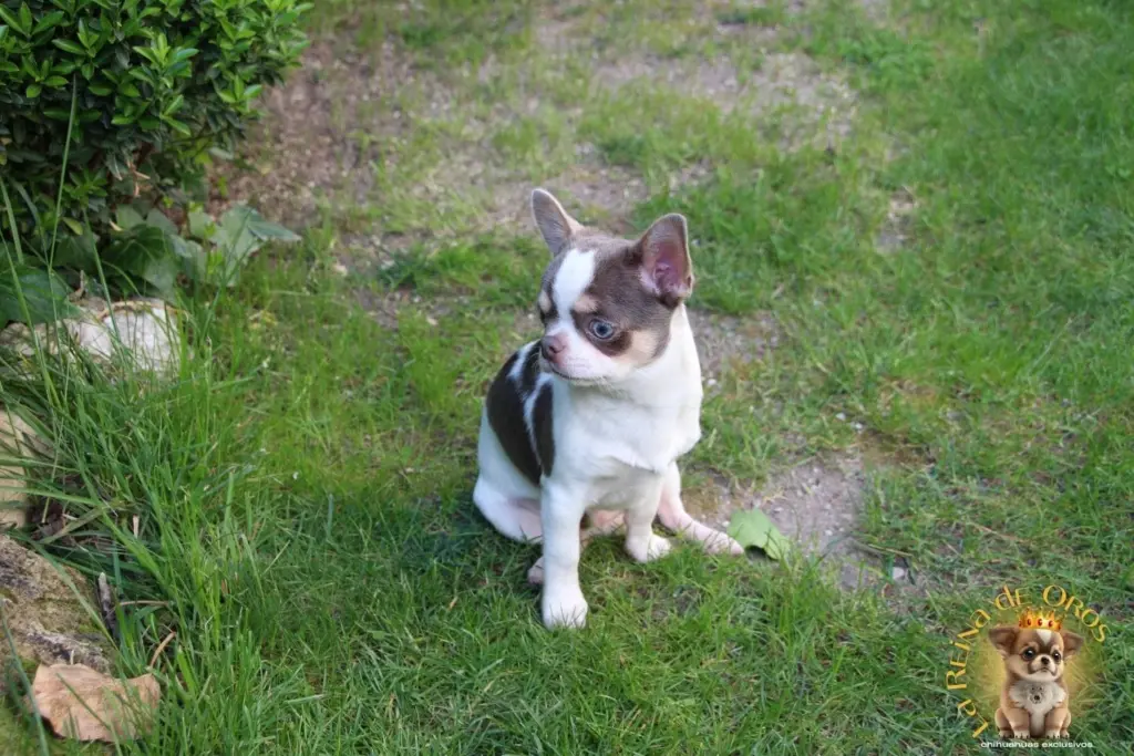 llevar suelto a un chihuahua en le parque