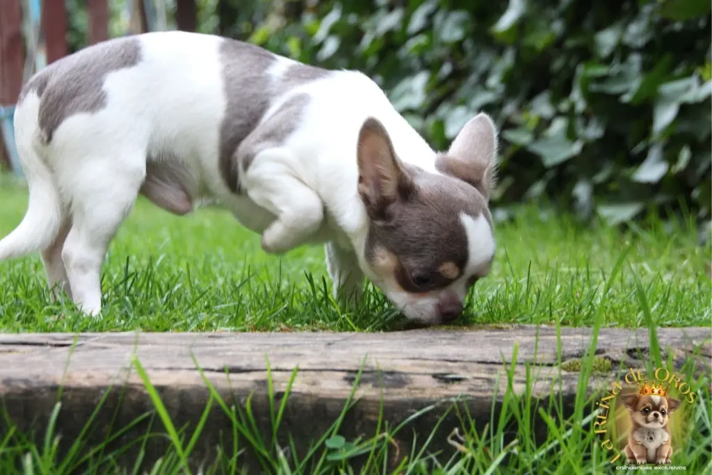 llevar suelto a un perro chihuahua