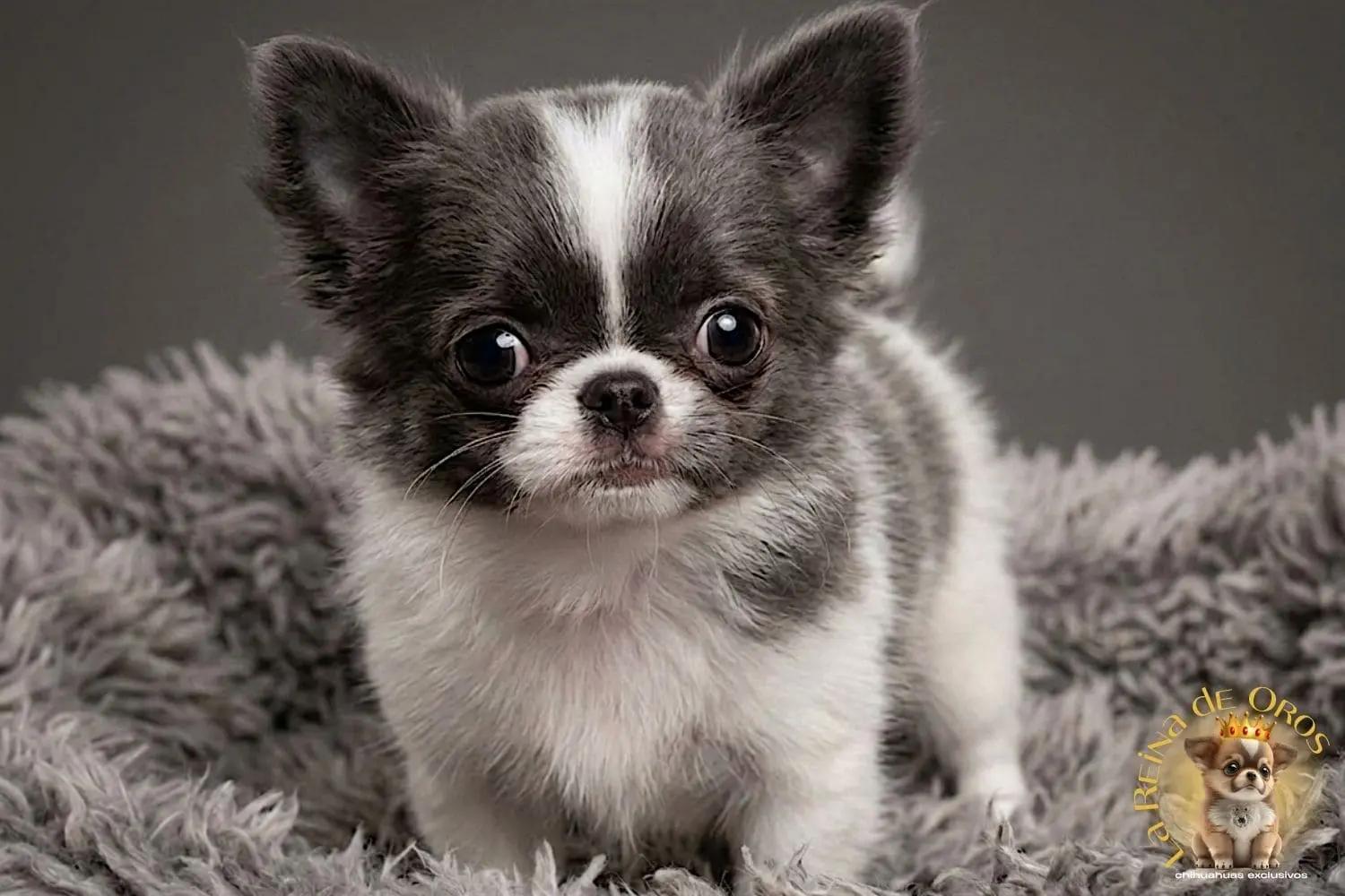 ¿Por qué Mi Chihuahua Me Sigue a Todos Lados?