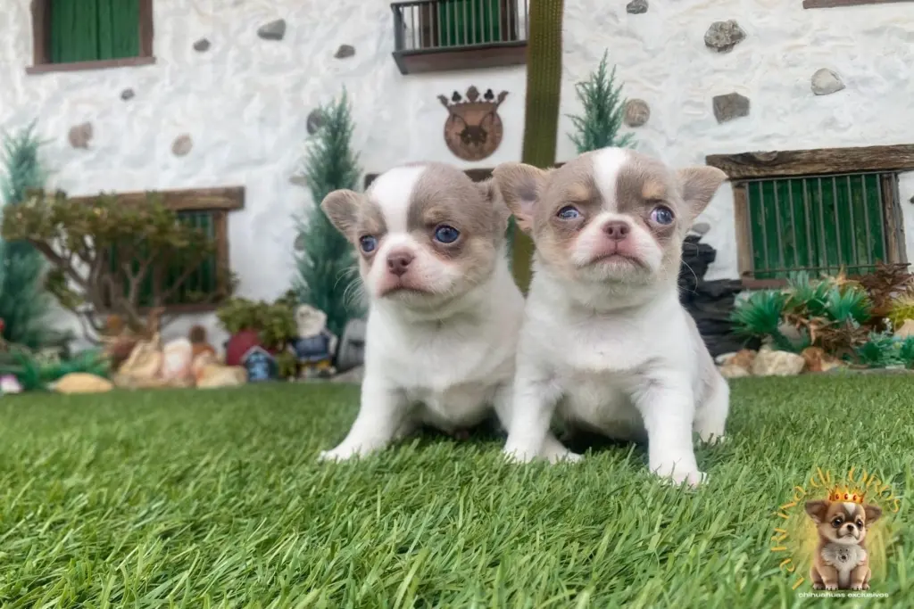 causas por las que un chihuahua tiembla