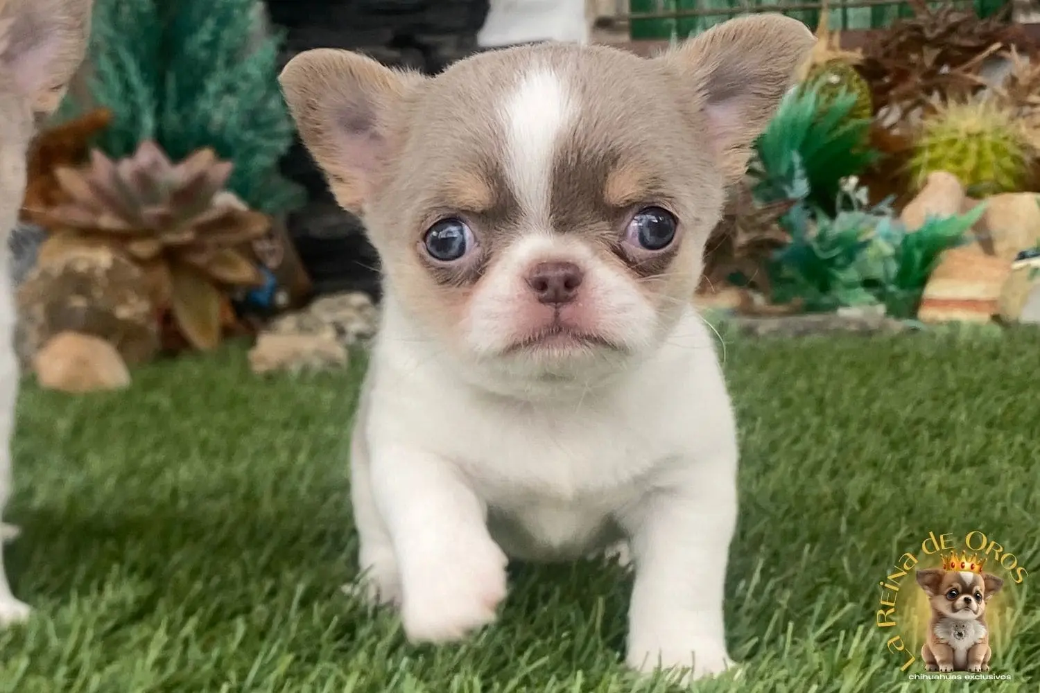 ¿Por qué Mi Chihuahua Tiembla?