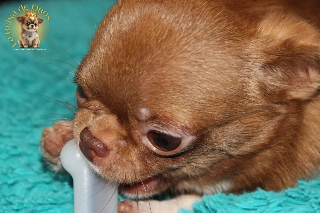 que hueso darle a un chihuahua guia de la reina de oros
