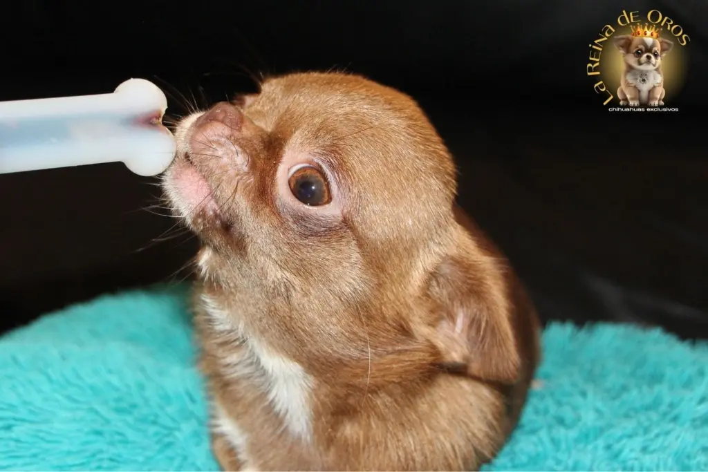 que tipo de hueso es buenos para los chihuahuas