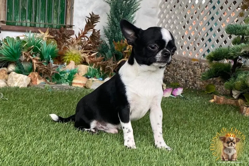 temblores en perros chihuahua como saber a que corresponden
