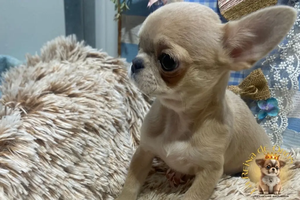 test compatibilidad chihuahua