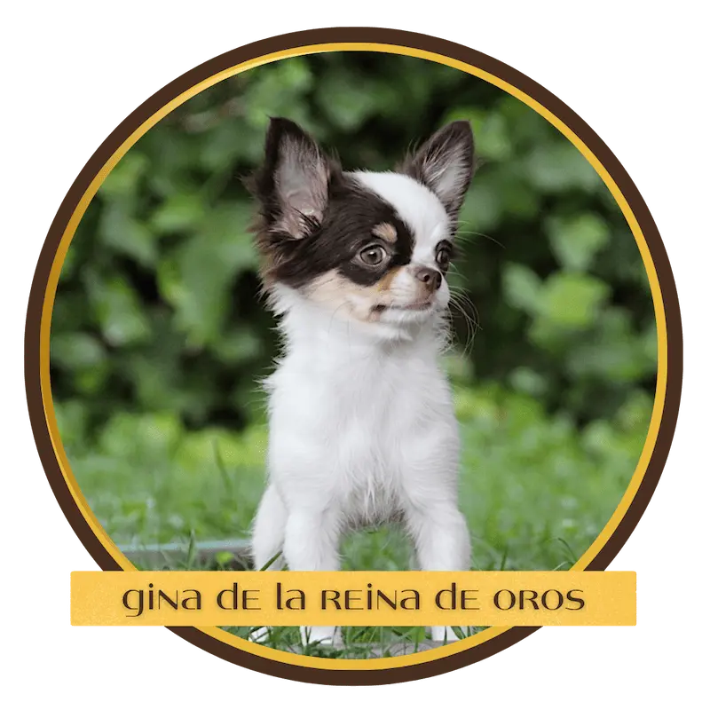venta chihuahua gina de la reina de oros