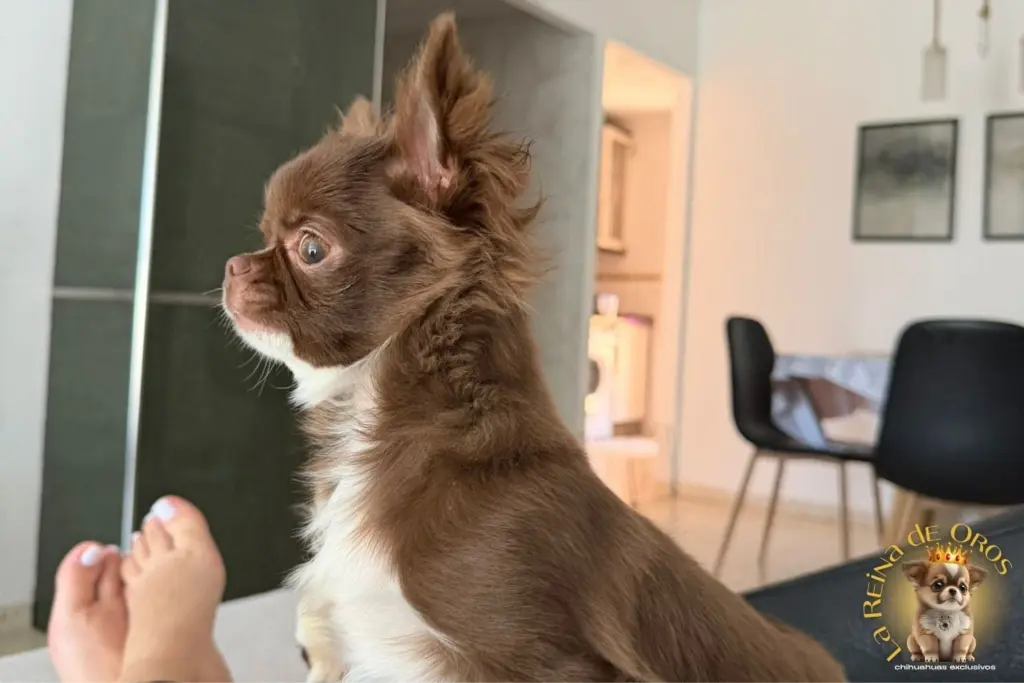 vinculo con tu chihuahua por que te sigue a todos sitios
