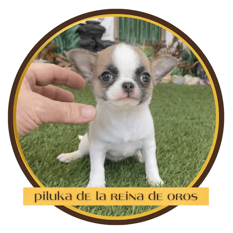 cachorro chihuahua piluka de la reina de oros