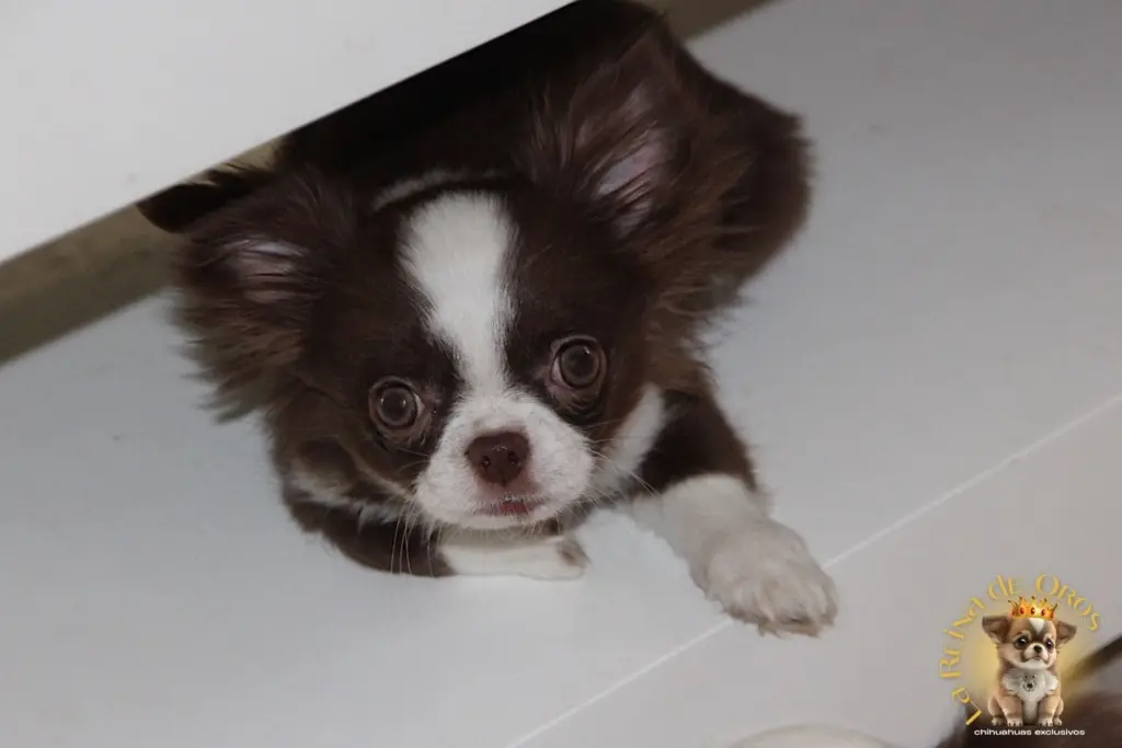 cachorro chihuahua jugando se olvida de comer