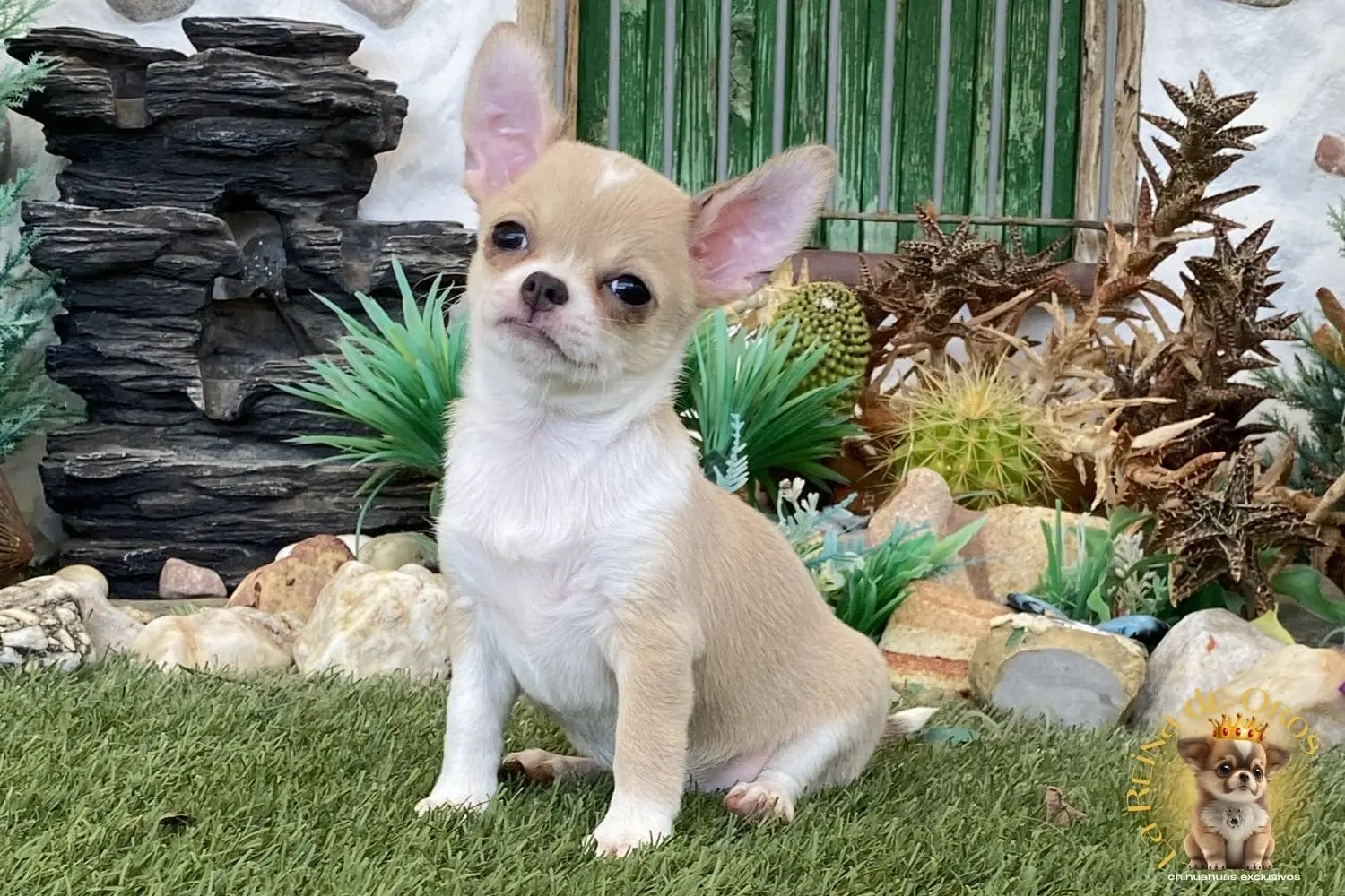 Lluna