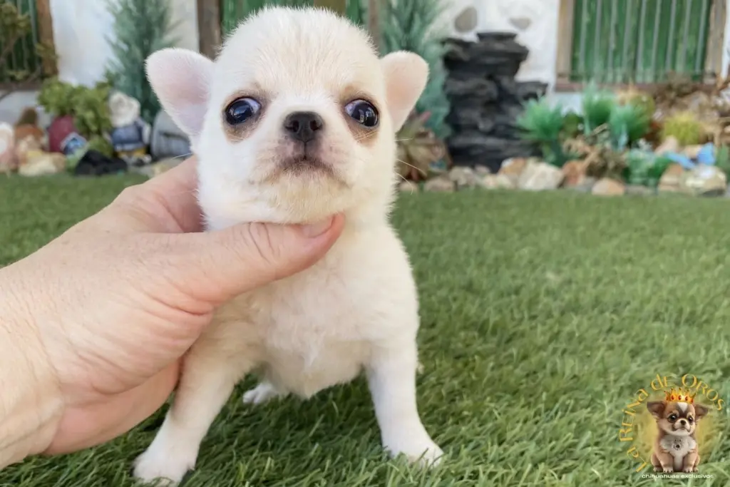 cachorro chihuahua luna criadero exclusivo
