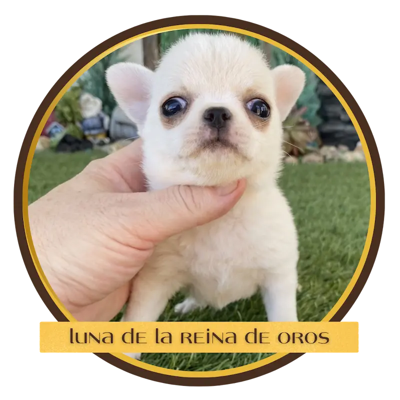 cachorro chihuahua luna de la reina de oros