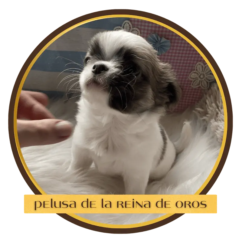 cachorro chihuahua pelusa de la reina de oros